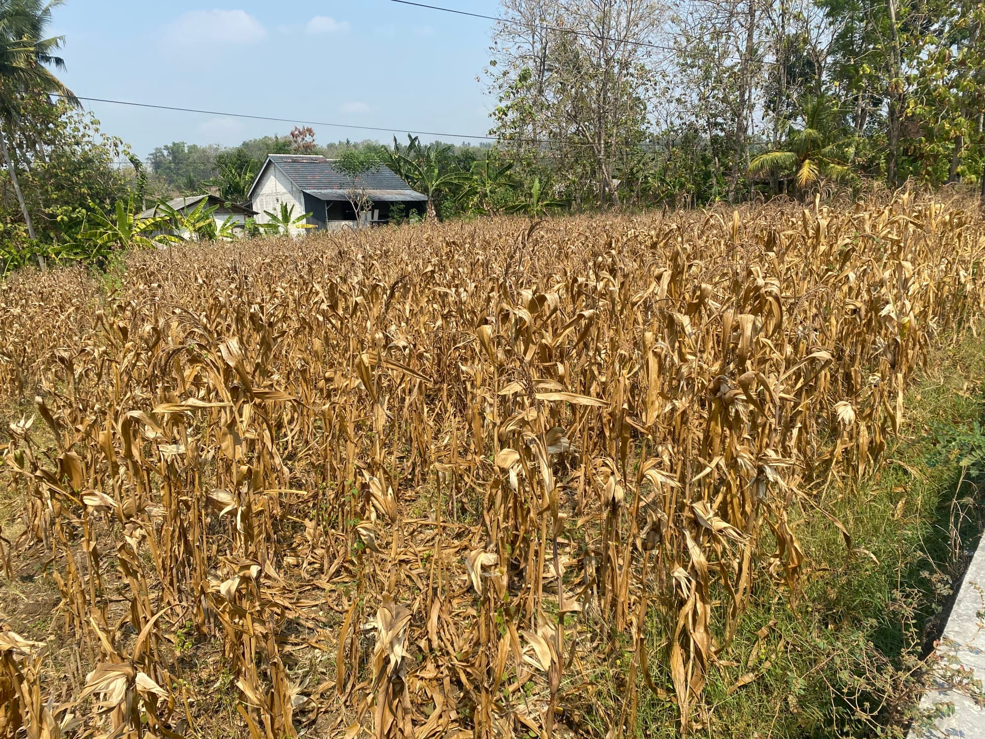 Hamparan tanaman jagung mengering menjelang panen