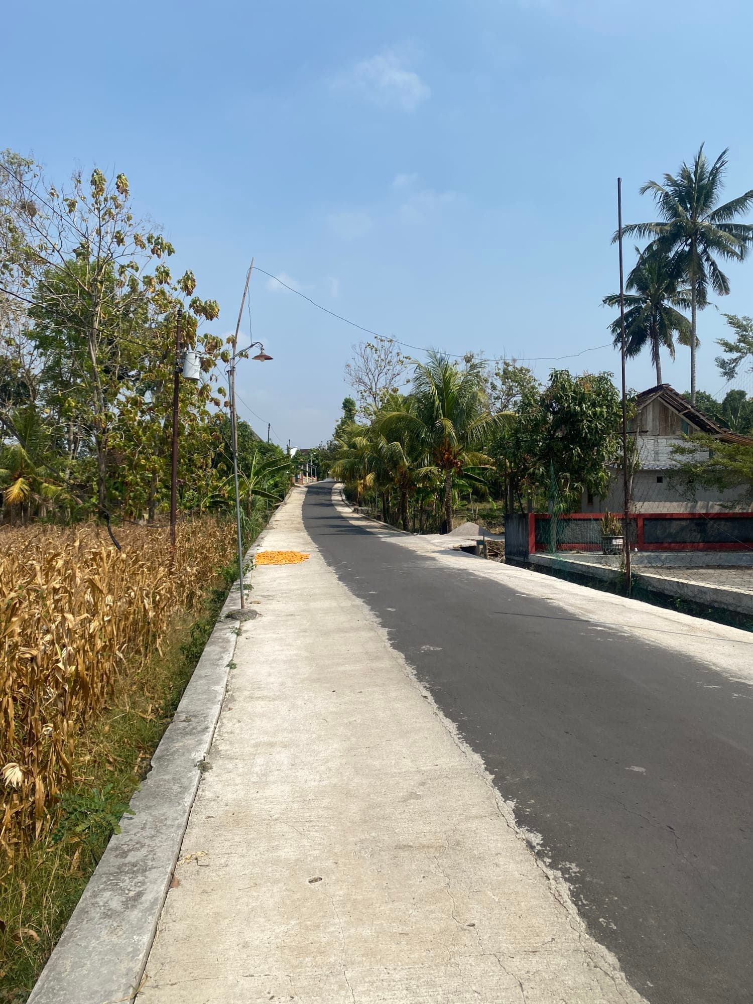 Jalan desa berpaving di sisi ladang jagung warga